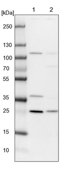 GINS3 Antibody in Western Blot (WB)