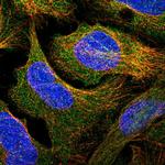 Contactin 5 Polyclonal Antibody