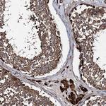 Contactin 5 Antibody in Immunohistochemistry (Paraffin) (IHC (P))