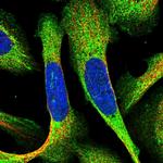 GFER Polyclonal Antibody