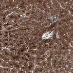 GFER Antibody in Immunohistochemistry (Paraffin) (IHC (P))