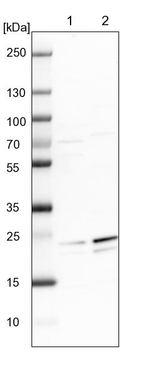 GFER Antibody in Western Blot (WB)