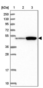 MCAF2 Antibody in Western Blot (WB)