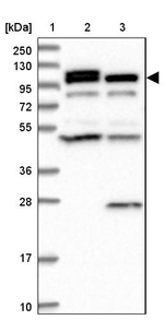 OAS3 Antibody in Western Blot (WB)