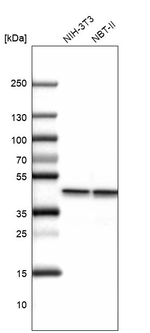 beta Actin Antibody in Western Blot (WB)
