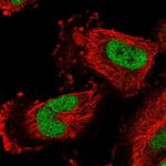 Cerebellin 3 Polyclonal Antibody