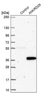 ANKRD29 Antibody in Western Blot (WB)