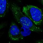 LSM14B Antibody in Immunocytochemistry (ICC/IF)