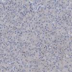 LSM14B Antibody in Immunohistochemistry (Paraffin) (IHC (P))