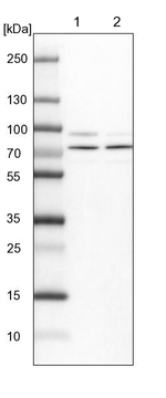 KBTBD8 Antibody in Western Blot (WB)