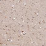 TMCO7 Antibody in Immunohistochemistry (Paraffin) (IHC (P))