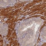 TMCO7 Antibody in Immunohistochemistry (Paraffin) (IHC (P))