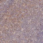 TMCO7 Antibody in Immunohistochemistry (Paraffin) (IHC (P))