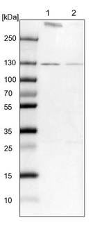 RNF40 Antibody in Western Blot (WB)