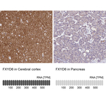 FXYD6 Polyclonal Antibody