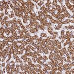 FXYD6 Antibody in Immunohistochemistry (Paraffin) (IHC (P))