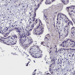 Rotatin Antibody in Immunohistochemistry (Paraffin) (IHC (P))