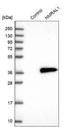 NMRAL1 Antibody in Western Blot (WB)