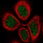 FLYWCH2 Polyclonal Antibody