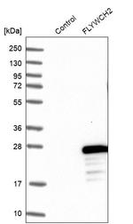 FLYWCH2 Antibody in Western Blot (WB)