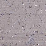 NGRN Polyclonal Antibody