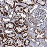GCSH Antibody in Immunohistochemistry (Paraffin) (IHC (P))