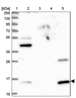 GCSH Antibody in Western Blot (WB)
