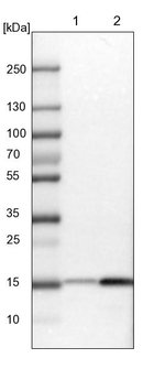GCSH Antibody in Western Blot (WB)