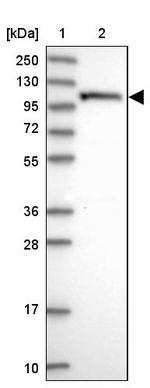 OAS3 Antibody in Western Blot (WB)