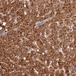 C16orf46 Antibody in Immunohistochemistry (Paraffin) (IHC (P))