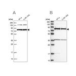 PTCD3 Antibody in Western Blot (WB)