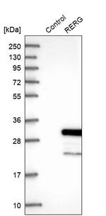 RERG Antibody in Western Blot (WB)