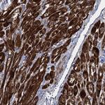 TXNDC11 Antibody in Immunohistochemistry (IHC)