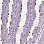 CABCOCO1 Polyclonal Antibody