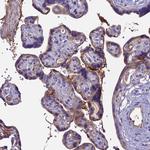 PZP Antibody in Immunohistochemistry (Paraffin) (IHC (P))