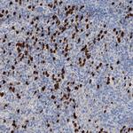 OTOA Polyclonal Antibody