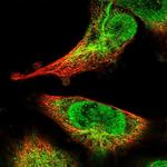 SPIRE2 Polyclonal Antibody