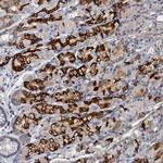THAP10 Antibody in Immunohistochemistry (Paraffin) (IHC (P))