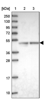 ARMC6 Antibody in Western Blot (WB)