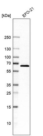 C14orf159 Antibody in Western Blot (WB)