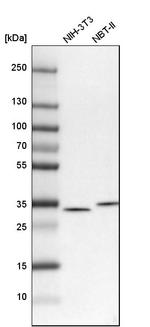 CKAP1 Antibody in Western Blot (WB)