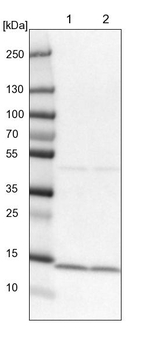 SNRPD2 Antibody in Western Blot (WB)