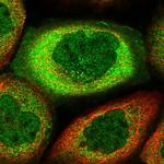 MIER2 Polyclonal Antibody