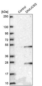 DNAJC5G Antibody in Western Blot (WB)