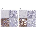 C6orf58 Antibody in Immunohistochemistry (IHC)
