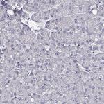 C6orf58 Antibody in Immunohistochemistry (IHC)