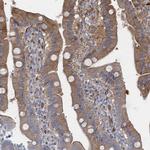 GDPD3 Antibody in Immunohistochemistry (Paraffin) (IHC (P))