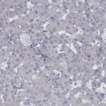GDPD3 Antibody in Immunohistochemistry (Paraffin) (IHC (P))