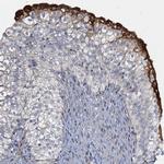 GDPD3 Antibody in Immunohistochemistry (Paraffin) (IHC (P))