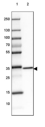 GDPD3 Antibody in Western Blot (WB)